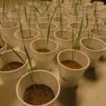 O Papel dos Fungos Micorrízicos Arbusculares (FMAs) na Sustentabilidade Agrícola e Regulatória
